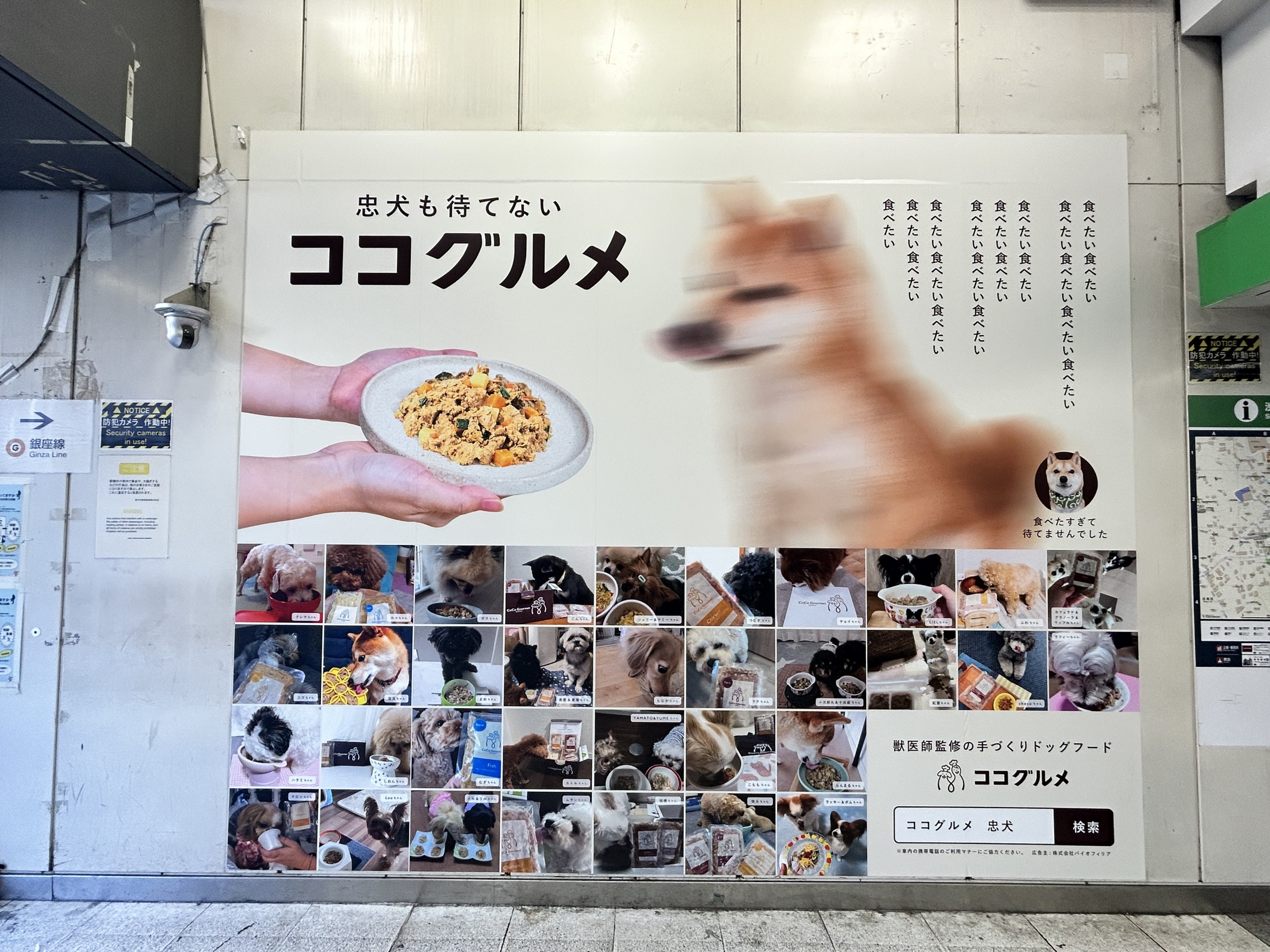 バイオフィリア】ペットフード・ココグルメの大型広告を、JR渋谷駅